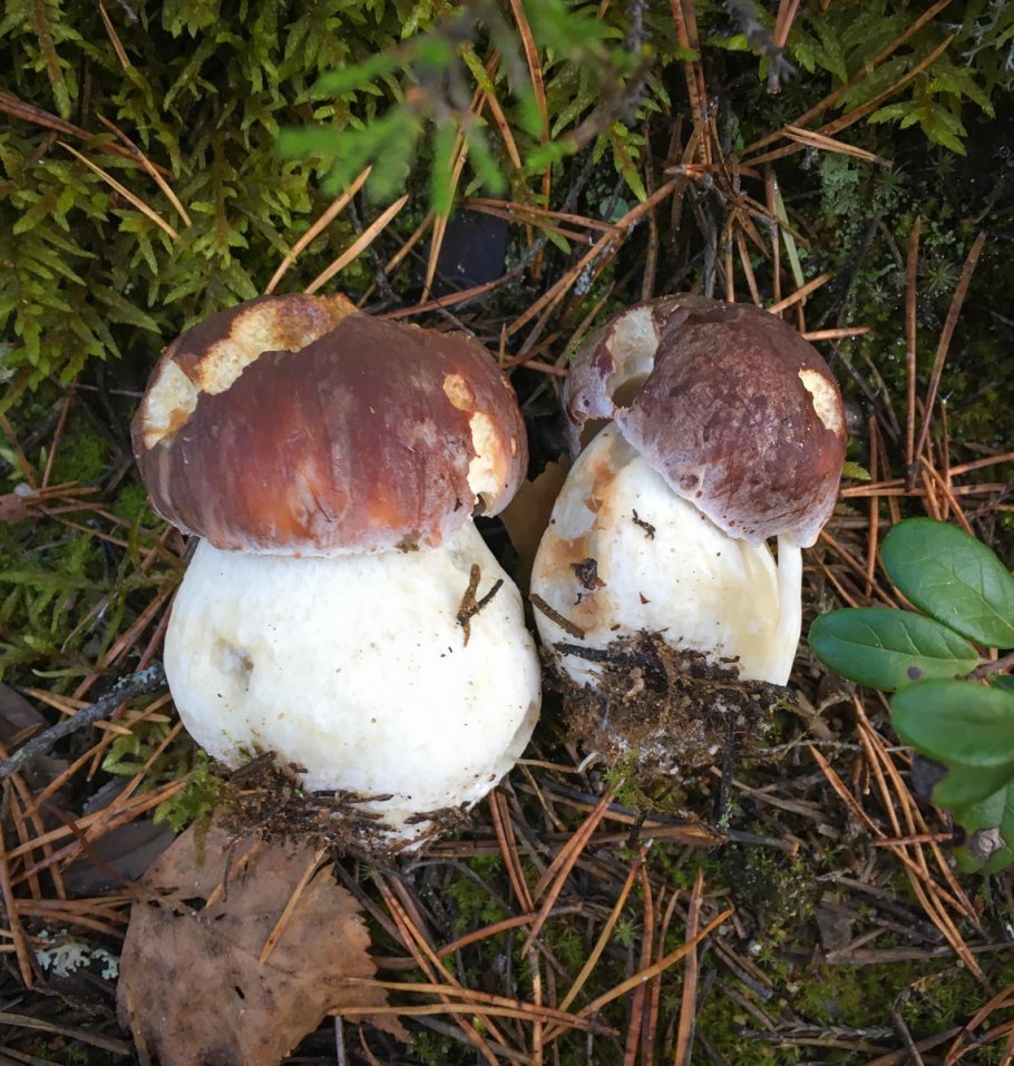 Грибы Тверская область