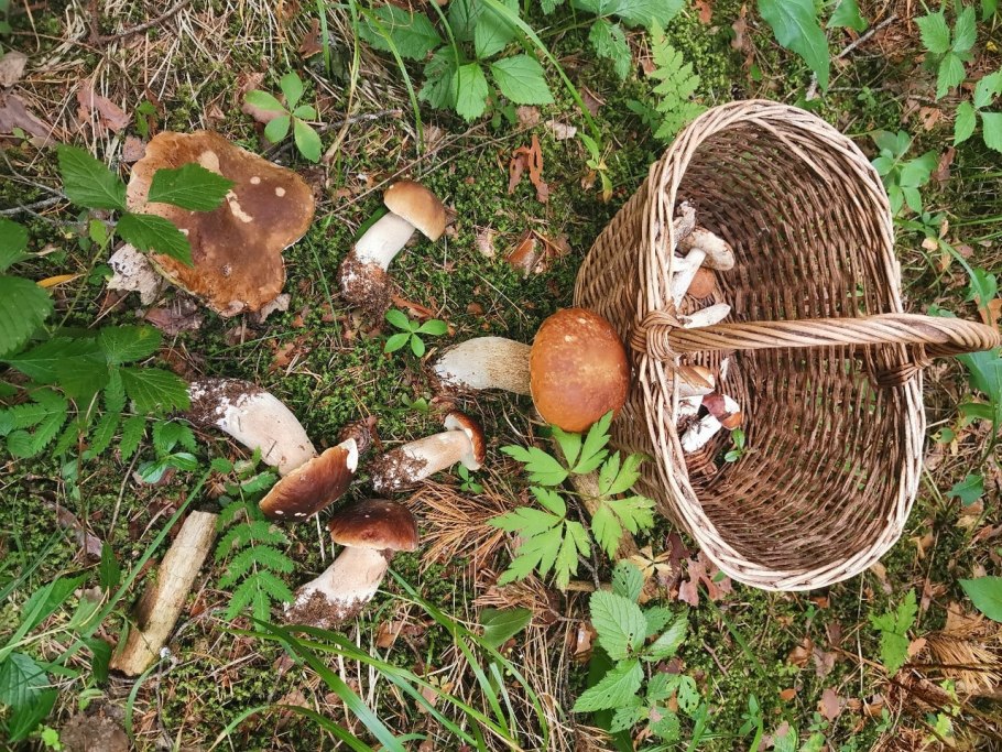 Грибы в Ярославской области