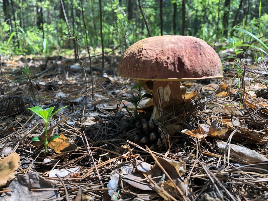 Грибы в Новосибирске маслята