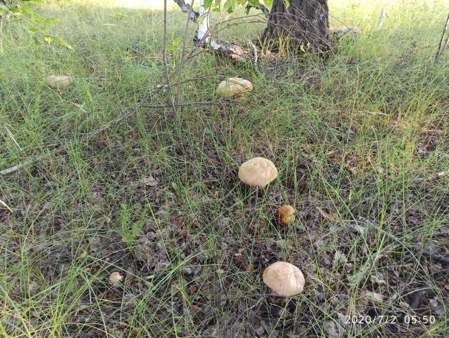 Подосиновик черночешуйчатый