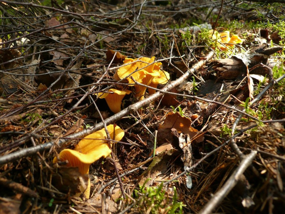 Грибы в Рязанской области