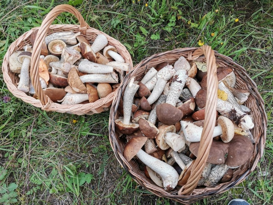 Грибы в Пермском крае 2021