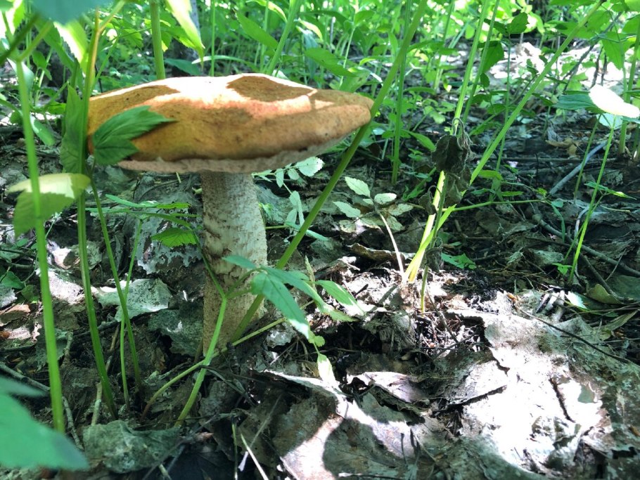 Грибы Новосибирской области