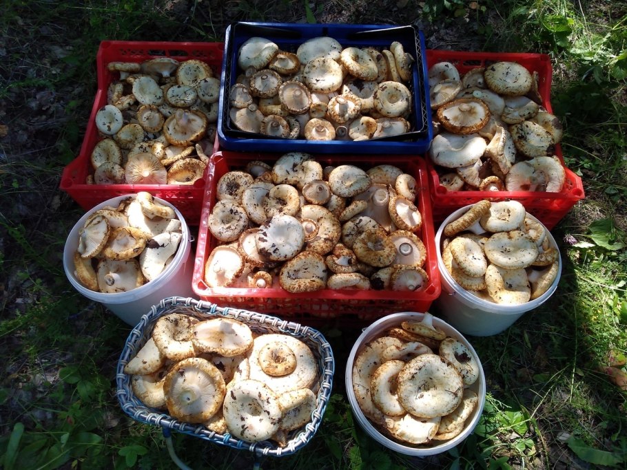 Грибы грибники Самарская область 2020 год