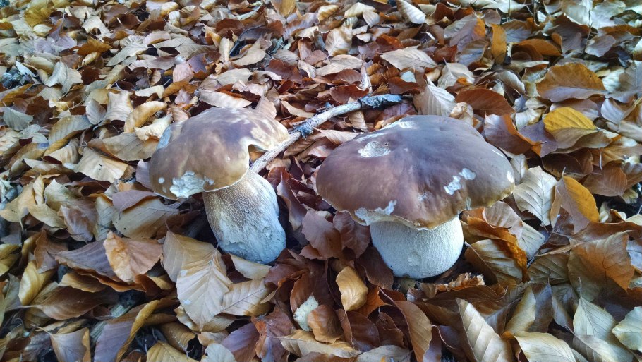 Белые грибы в горах