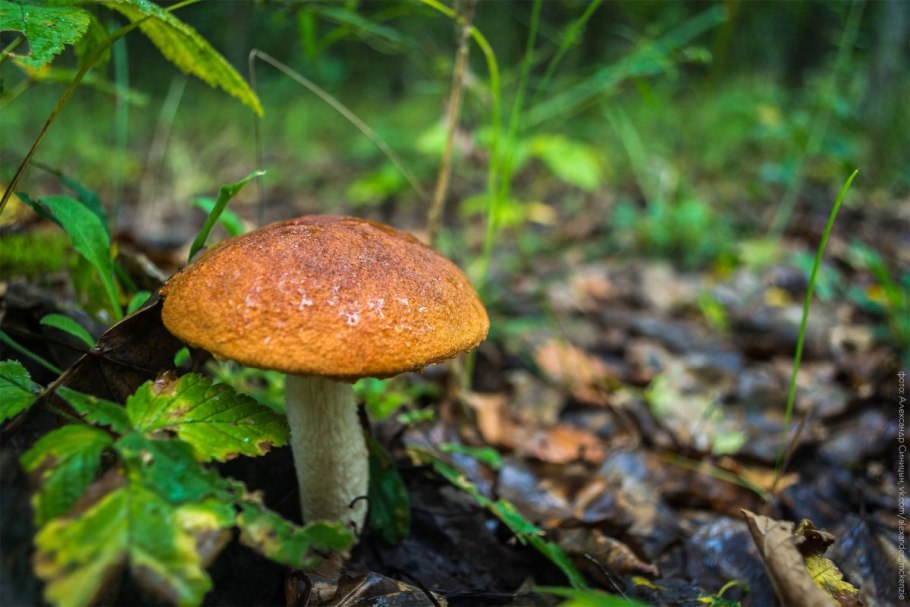 Грибы леса Рязани