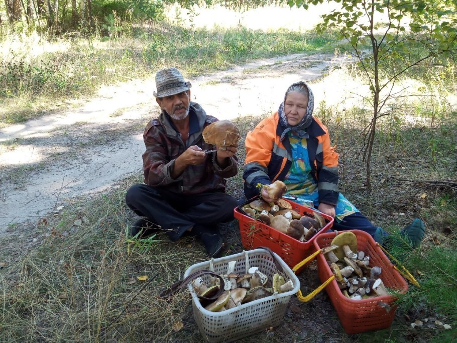Грибники много грибов