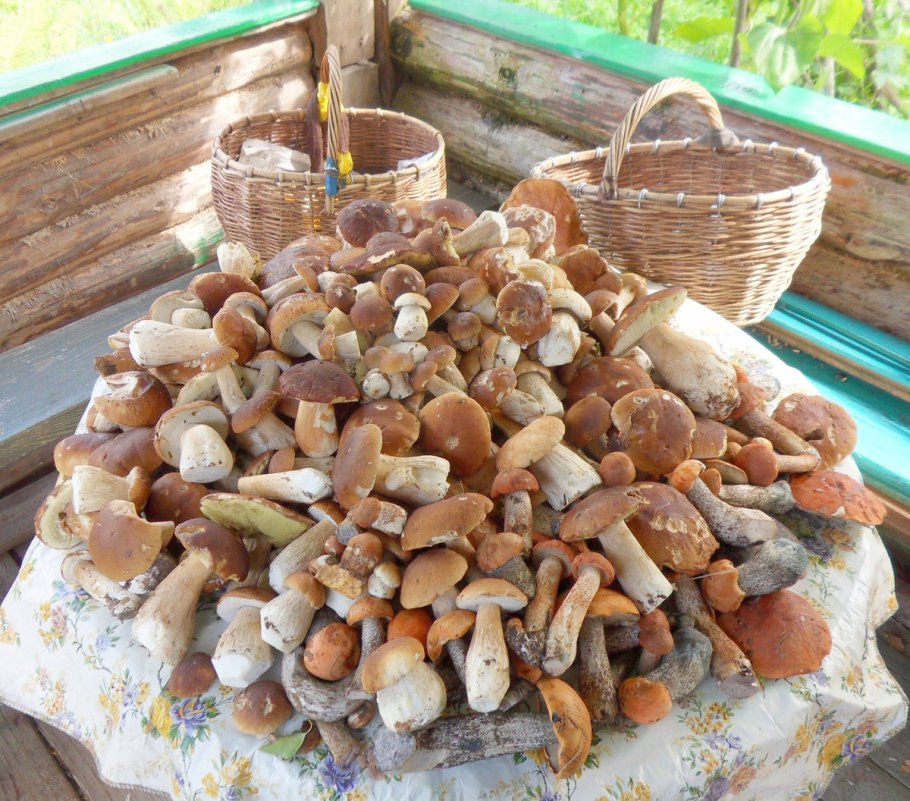 В лес за грибами