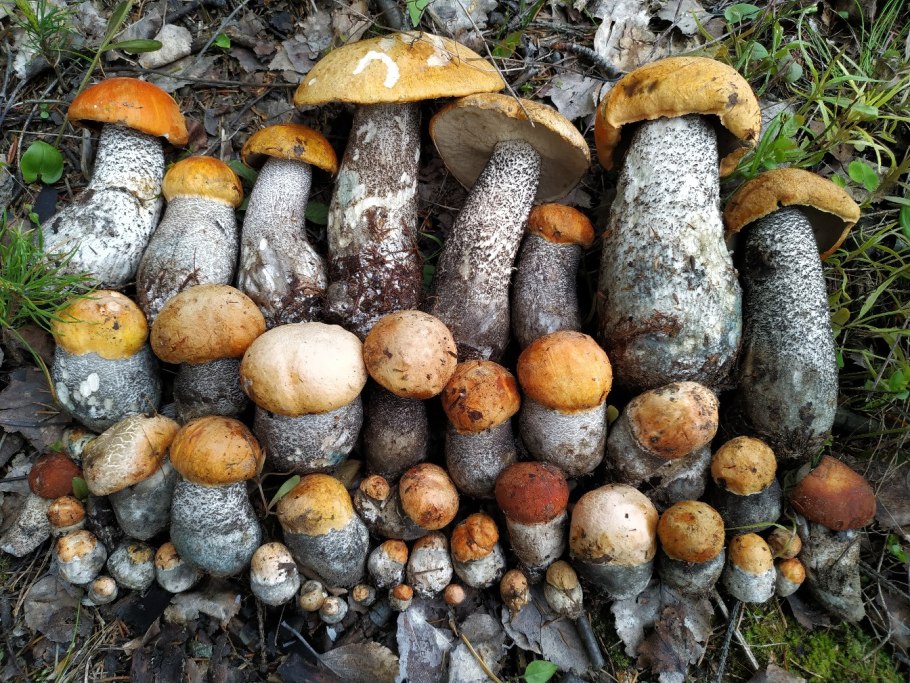 Дубровичи ..где ..грибы Рязань