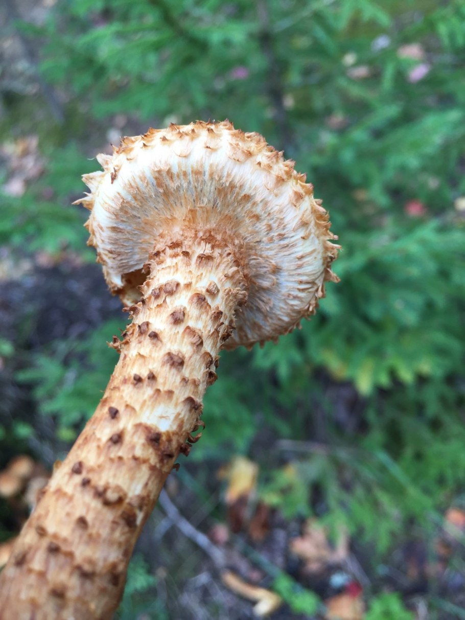 «Королевский опёнок» (чешуйчатка ворсистая)
