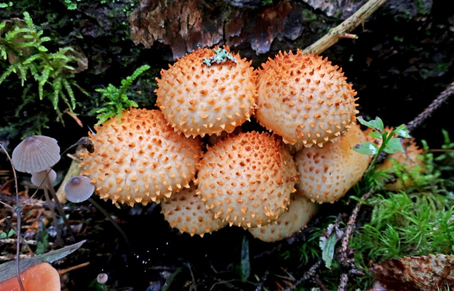 Чешуйчатка углелюбивая