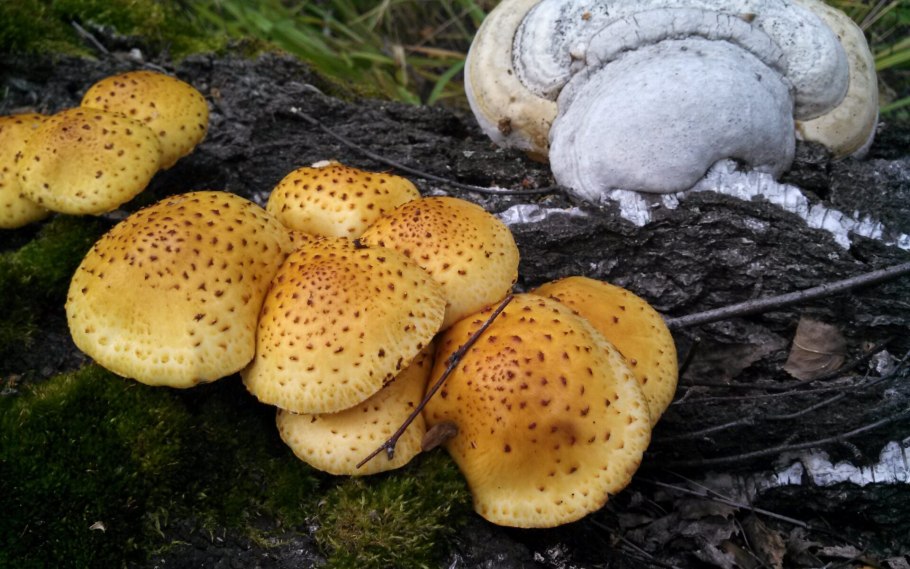 Чешуйчатка углелюбивая