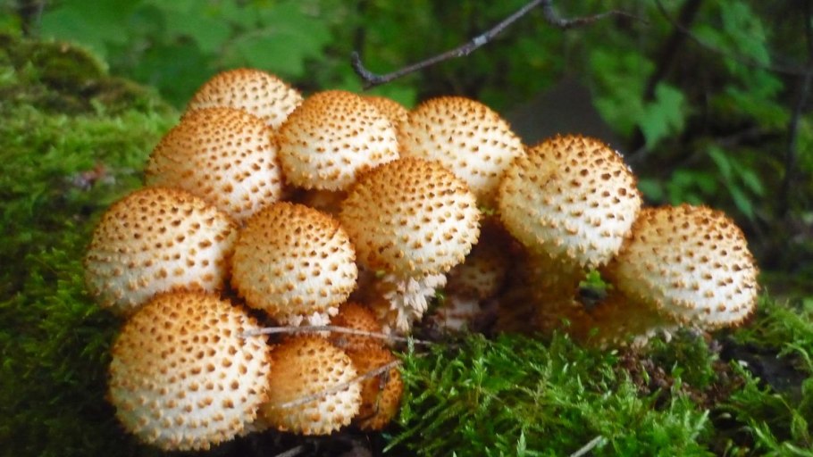 Чешуйчатка обыкновенная Pholiota squarrosa