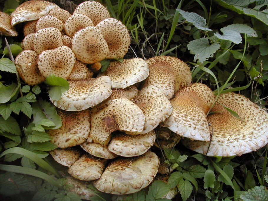 Трутовик чешуйчатка