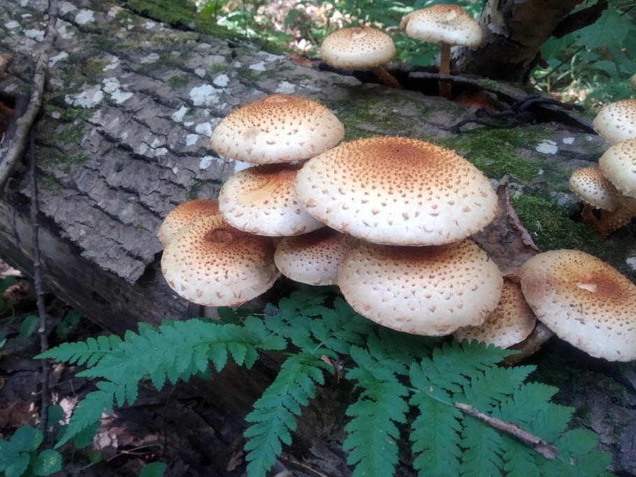 Гриб вешенка чешуйчатка