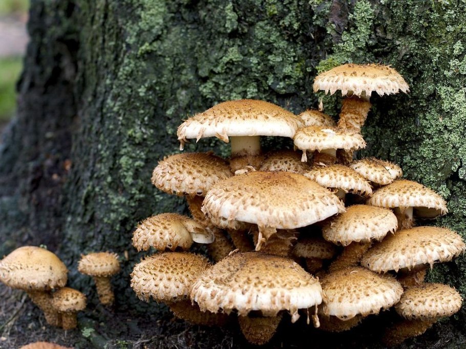 Опята Королевские и чешуйчатка