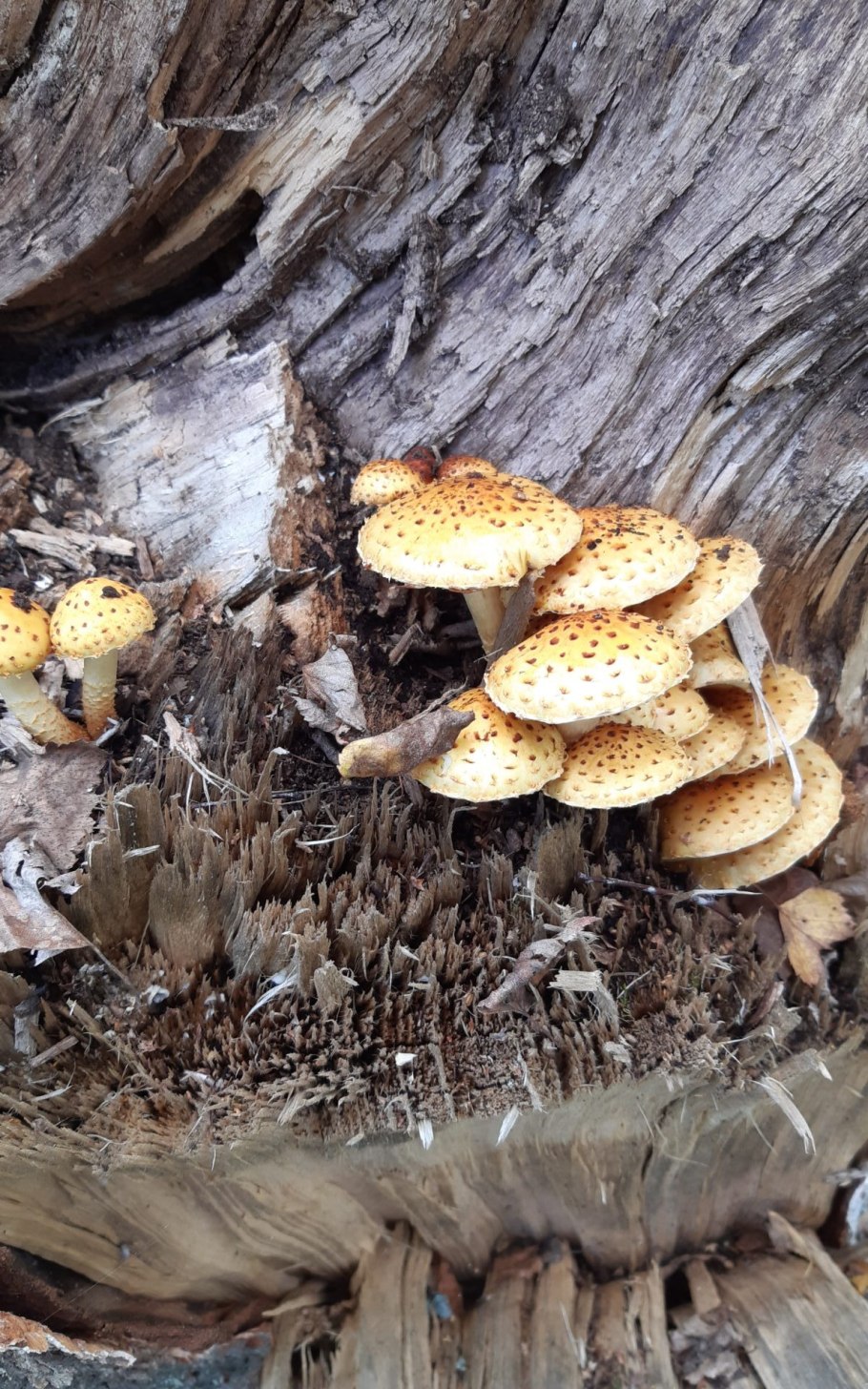 Чешуйчатка золотистая (Pholiota aurivella)