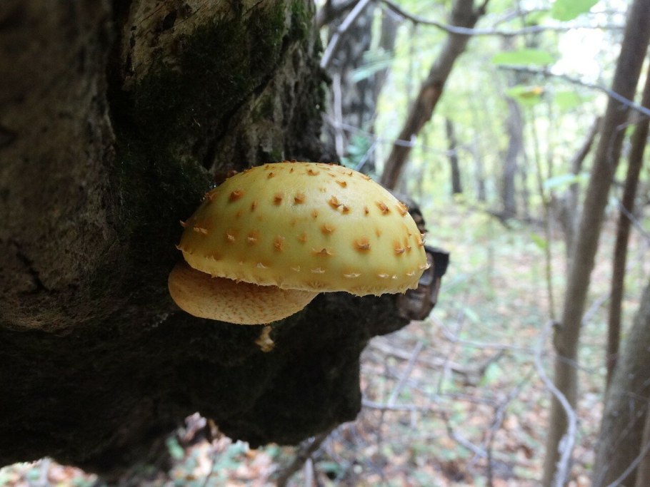 Трутовик чешуйчатый Polyporus squamosus