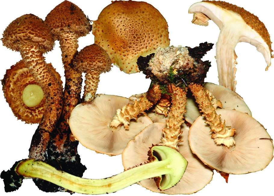 Королевские опята чешуйчатка золотистая