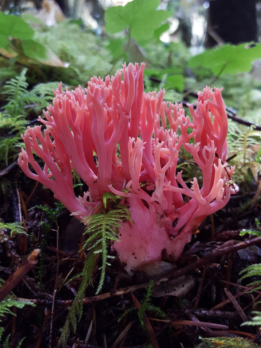 Коралловый Рогатик гриб