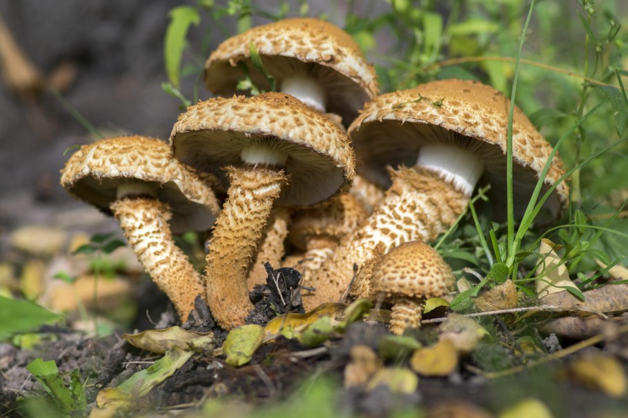Чешуйчатка белогородчатая Pholiota albocrenulata