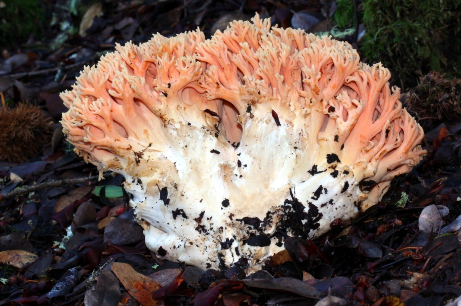 Рамария гроздевидная