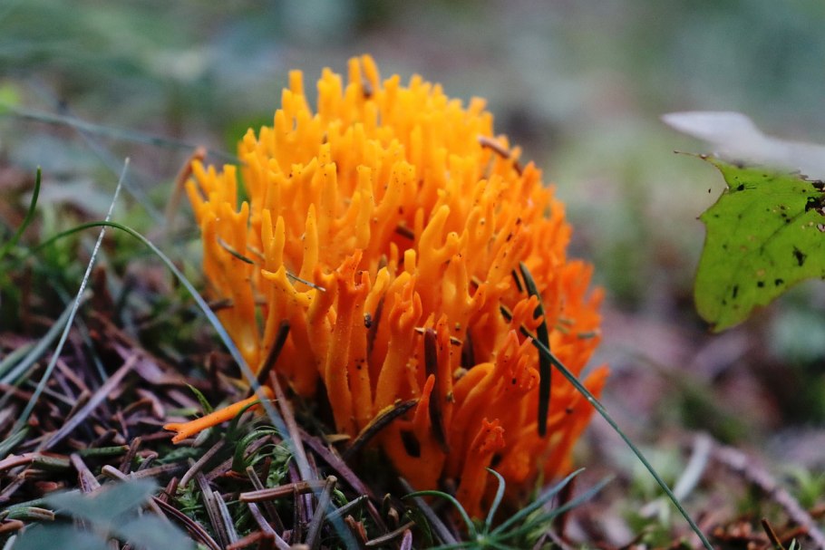 Калоцера слизистая гриб