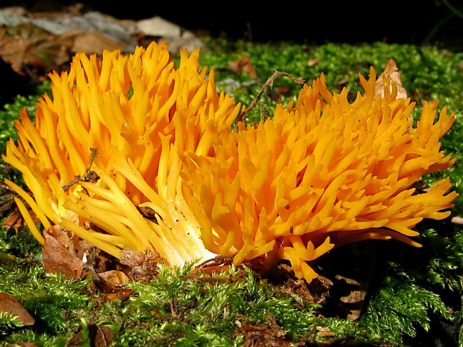 Гриб Клавария бледно-бурая