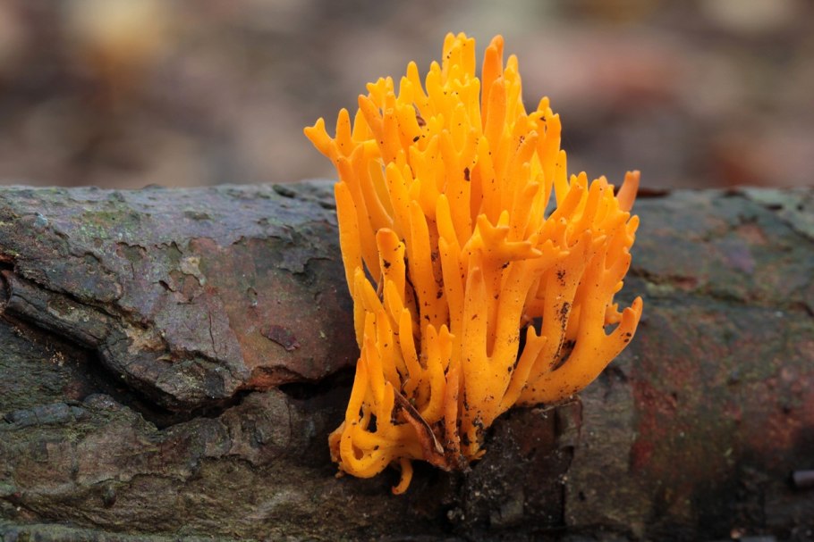 Клавария Золлингера