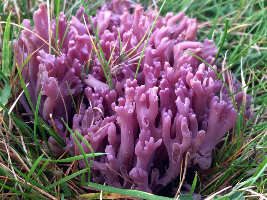 Клавария Золлингера