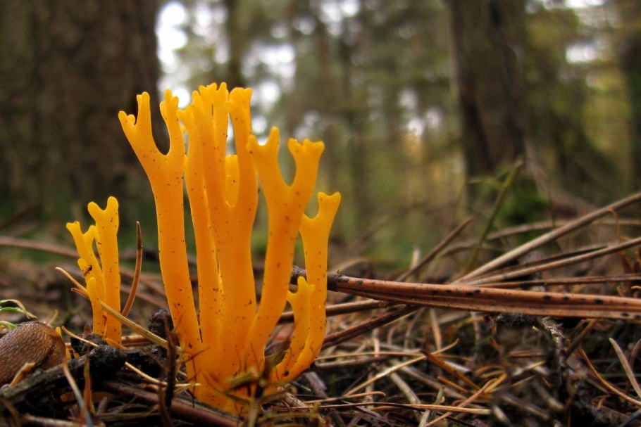 Гриб Клавария бледно-бурая