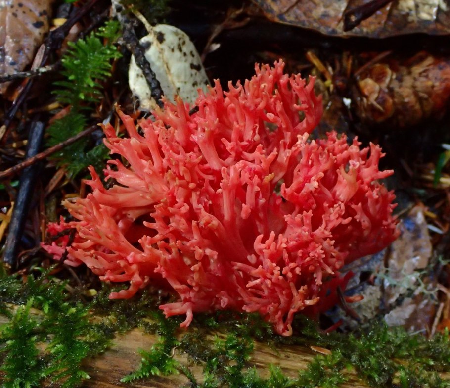 Ramaria araiospora