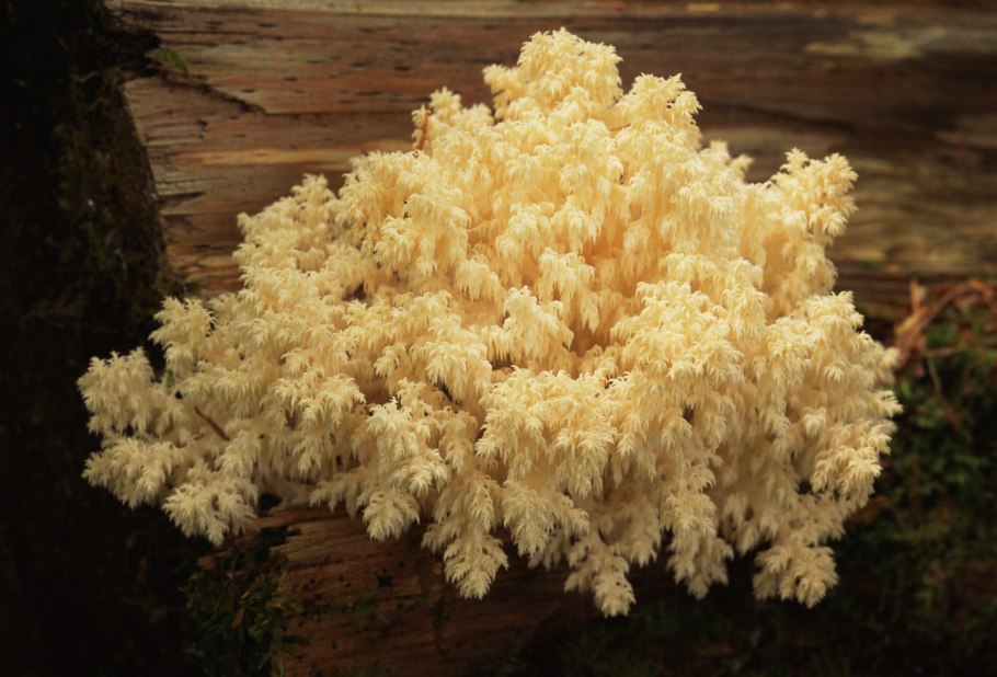 Ежовик коралловидный