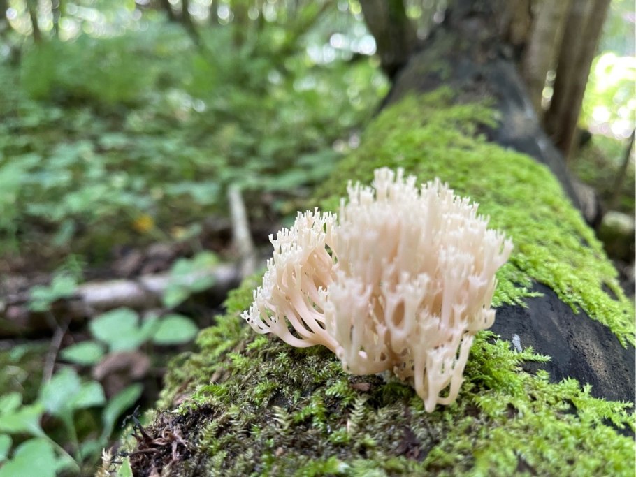 Коралловый гриб сообщение