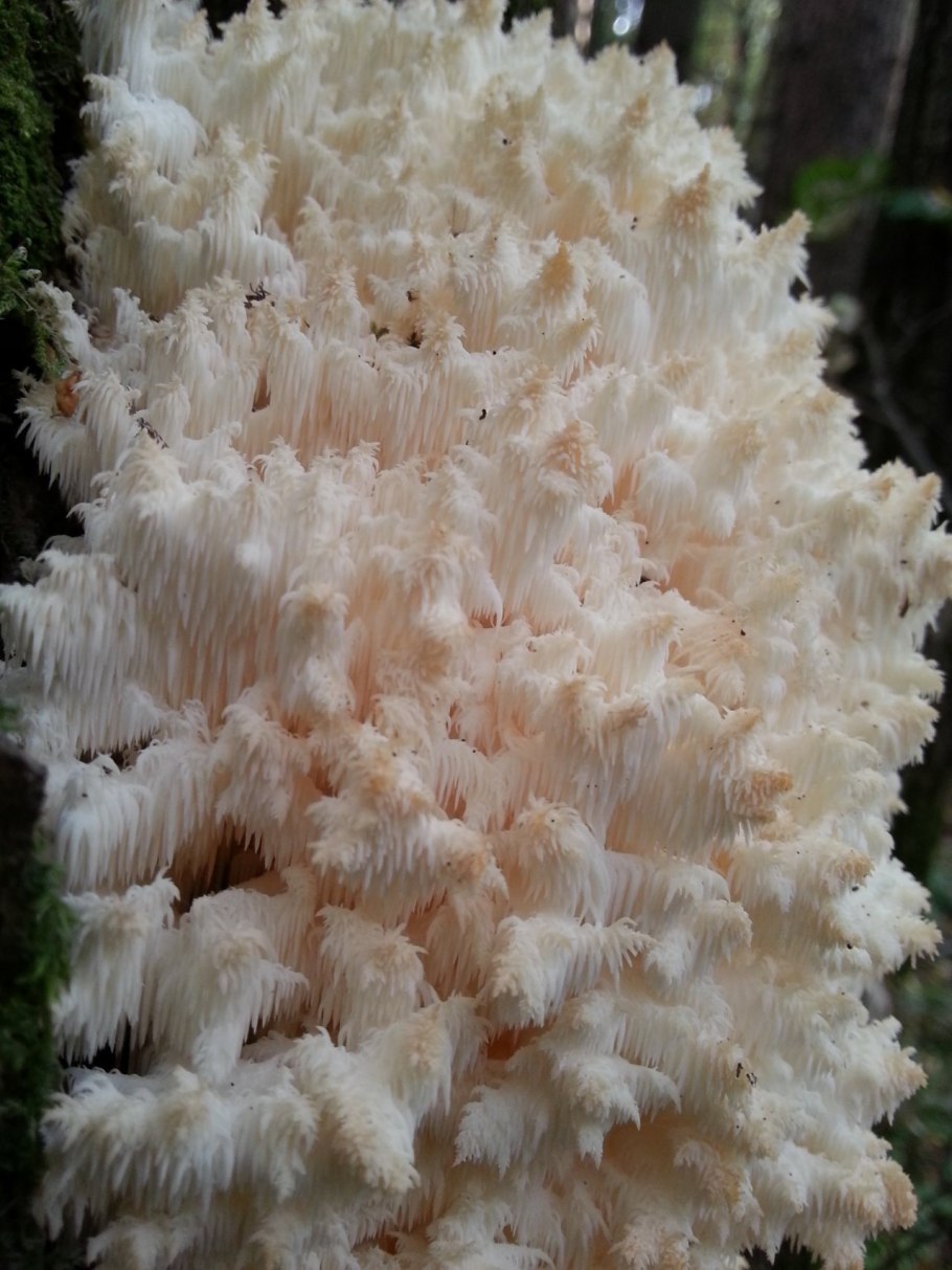 Гриб коралл съедобный