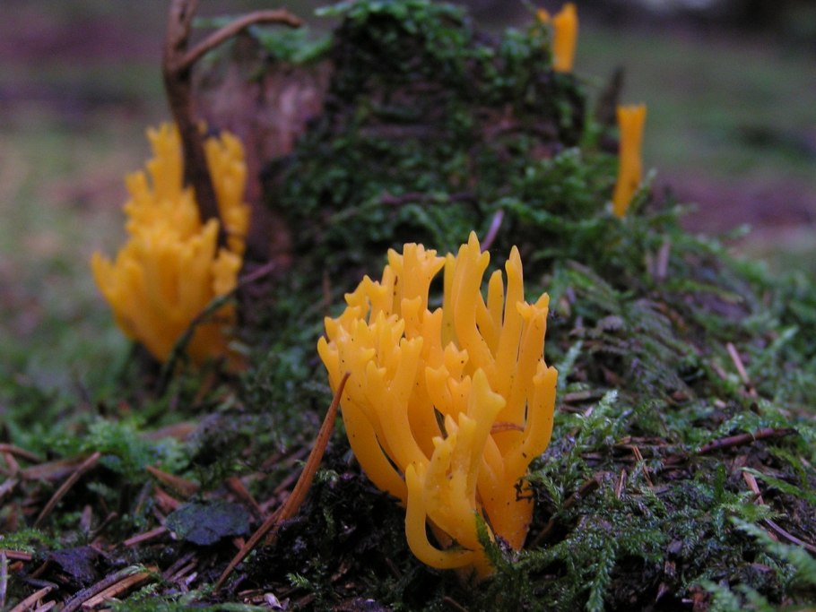 Ежовик коралловидный-гериций.