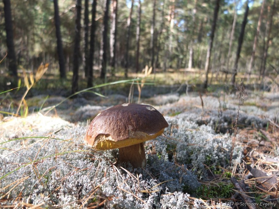 Белые грибы Красновишерск