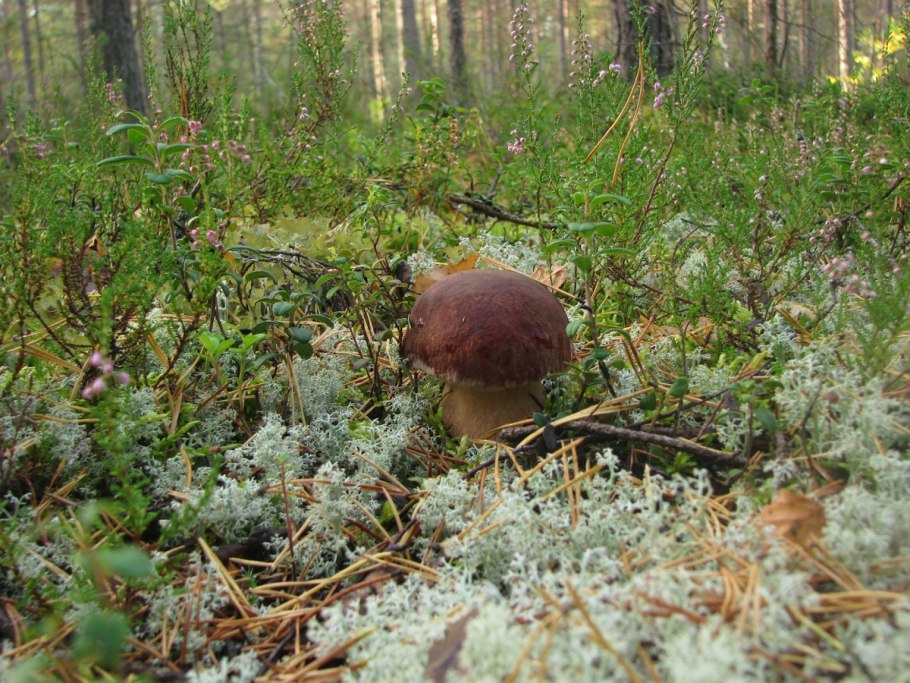 Боровики в Ленинградской области
