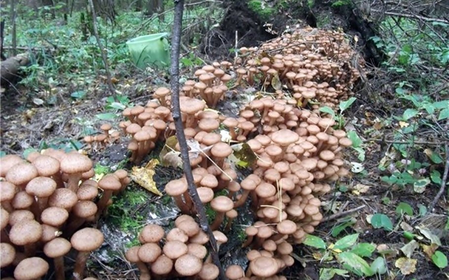 Грибы пеньковые опята