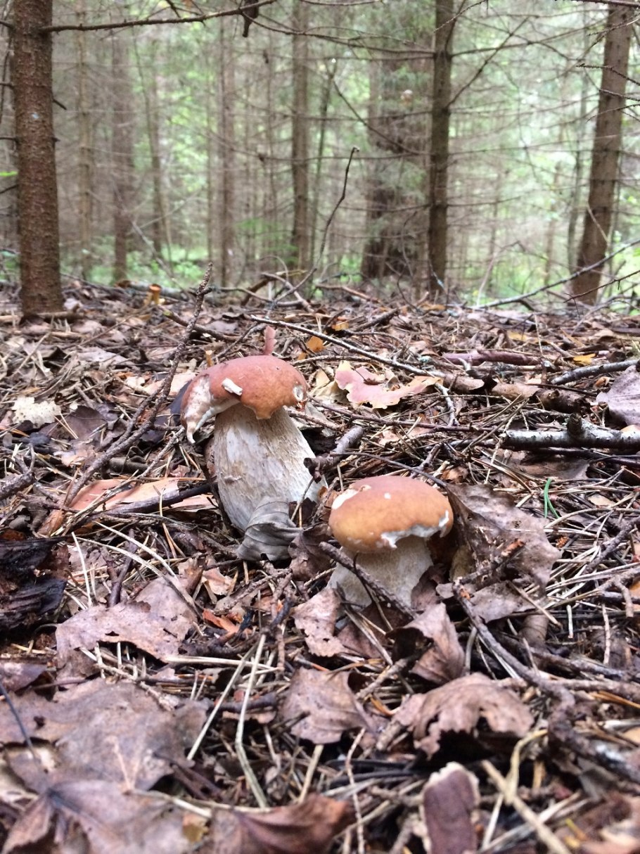 Грибница белых грибов