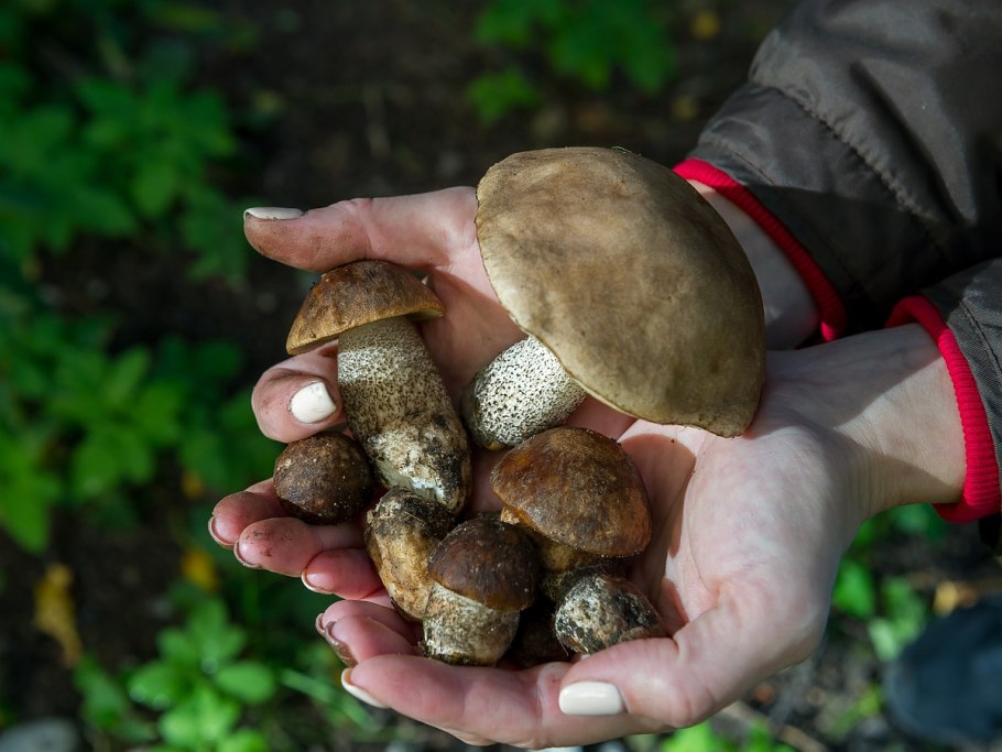 Сбор грибов в Ленинградской области