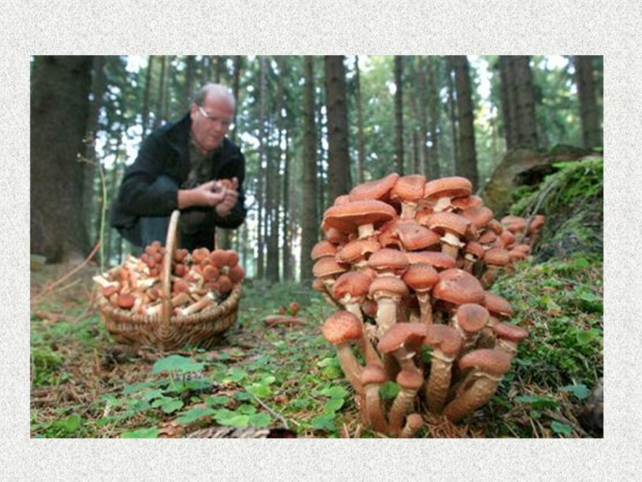 Сбор опят в лесу