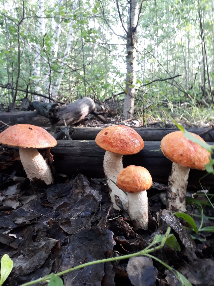 Подосиновик в Самарской области