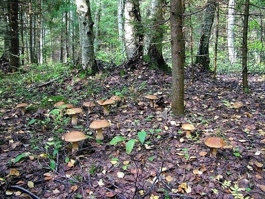 Грибное место в лесу