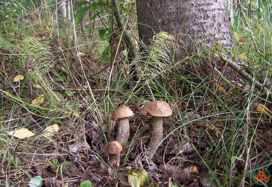 Подберезовики у дерева