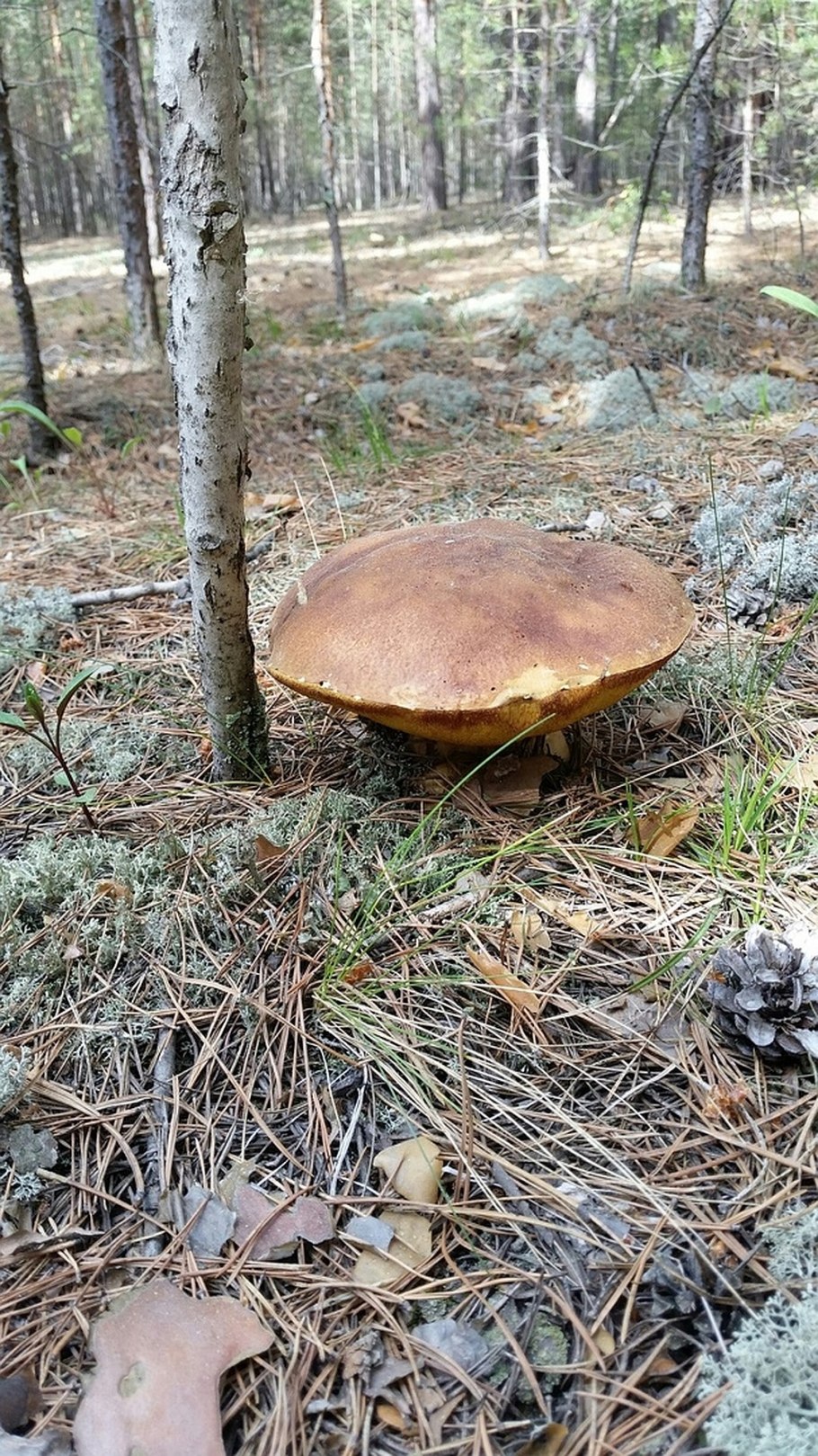 Сосновый Бор Подмосковье сбор грибов