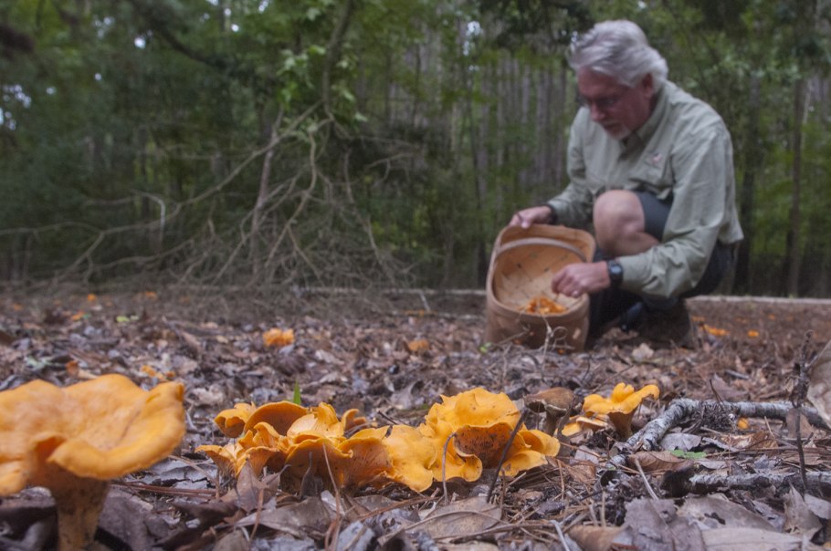 Сбор грибов лисичек