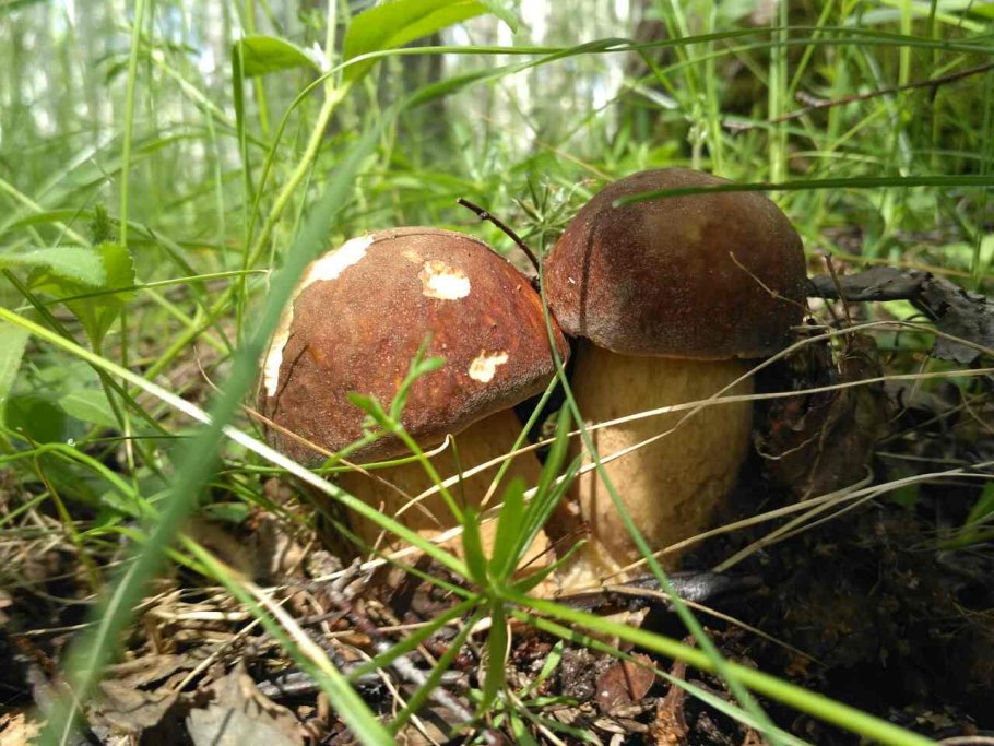 Июньский белый гриб