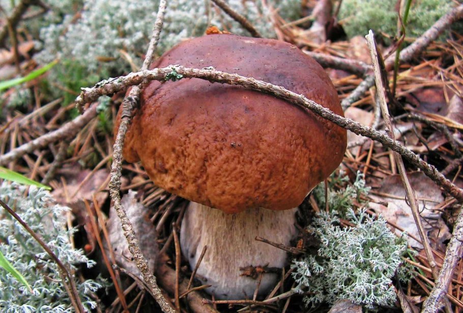 Грибы Эвенкии