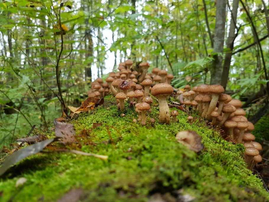 Грибы в лесу опята